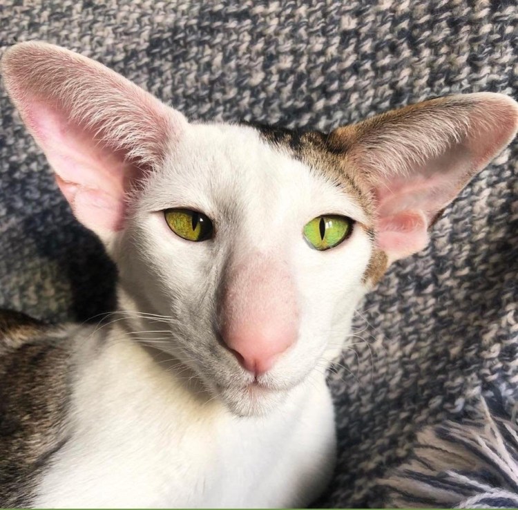 Кот породы Ориентал