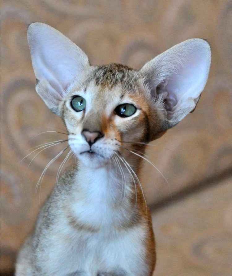 Ориентальные котята