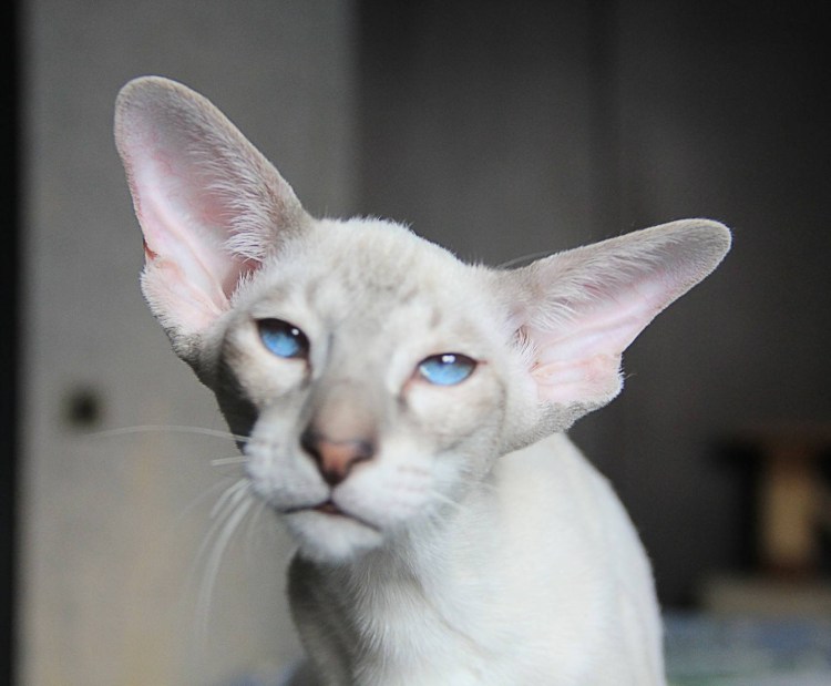 Коты ориенталы