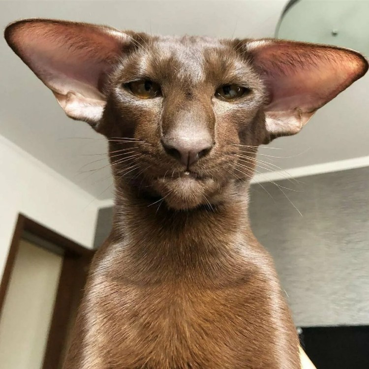 Кот грузин порода Ориентал