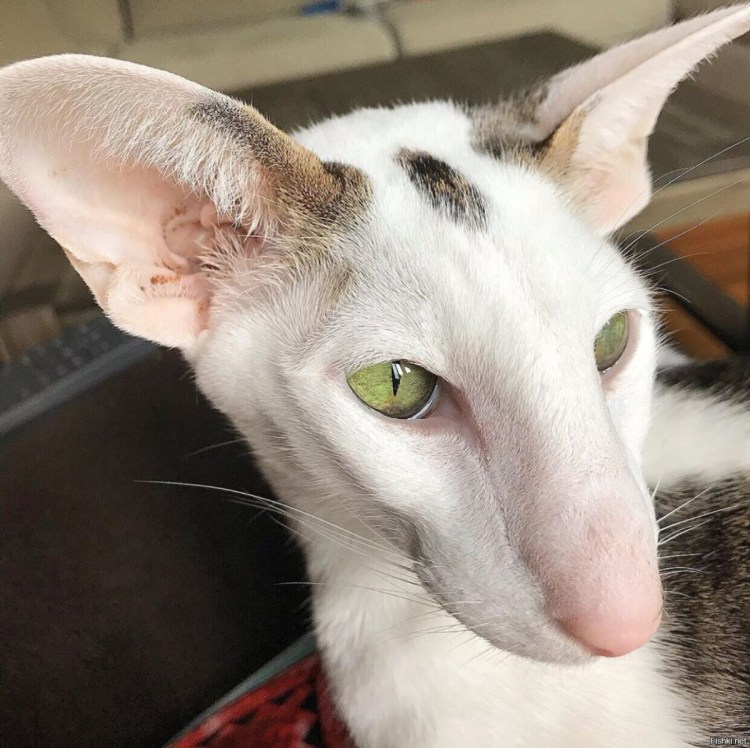 Коты ориенталы грузины
