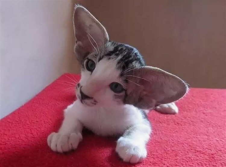 Котик с большими ушами