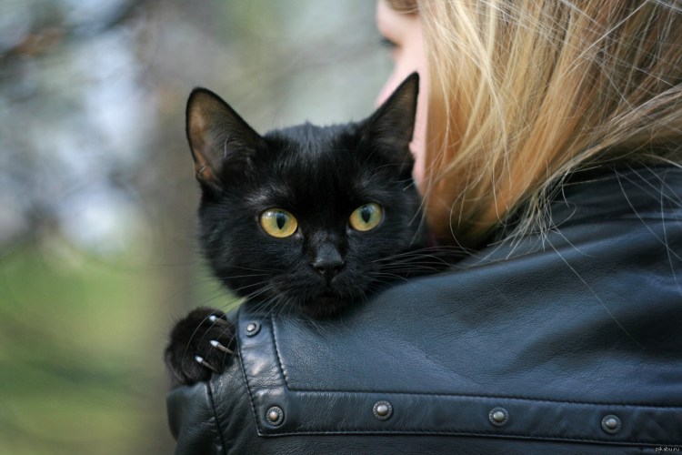 Красивая черная кошка