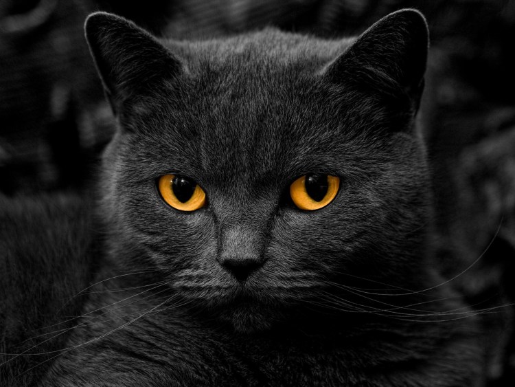 Красивые мультяшные коты