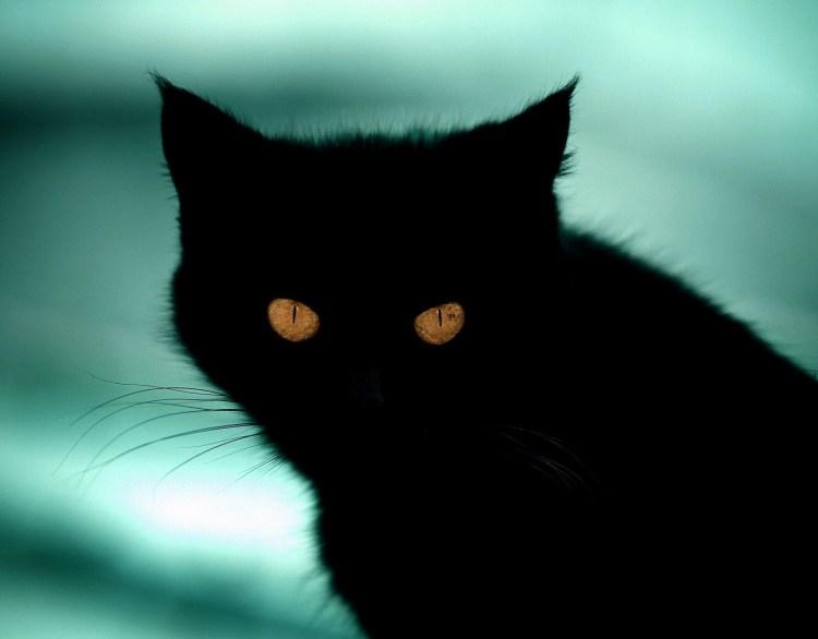 Черная кошка