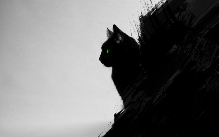 Чёрный котик