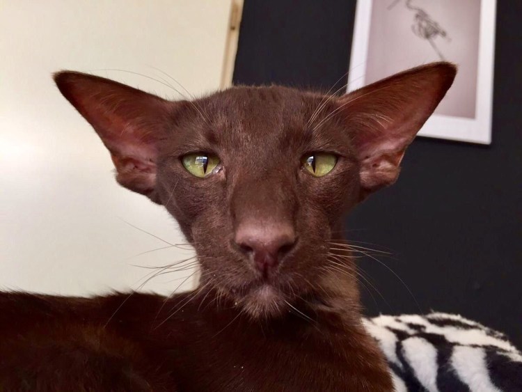 Коты ориенталы