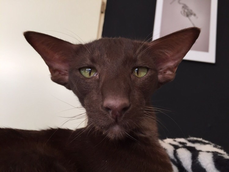Коты ориенталы грузины