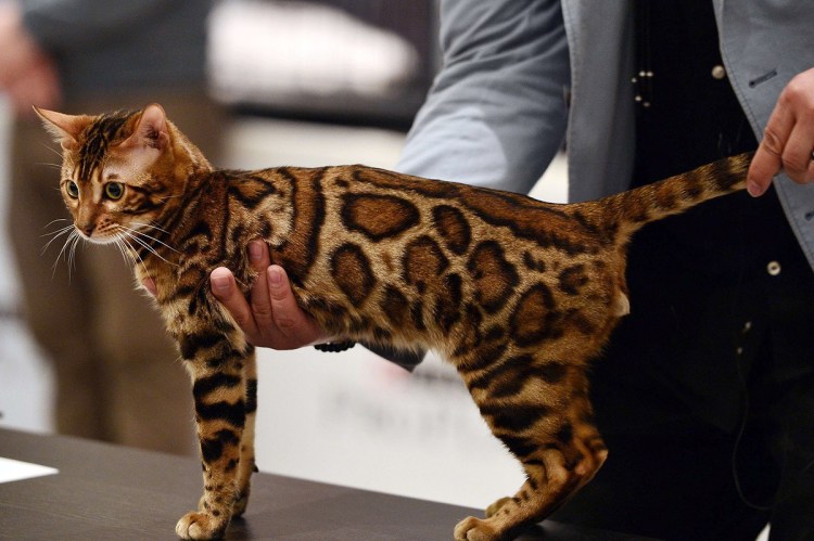 Кот бенгал