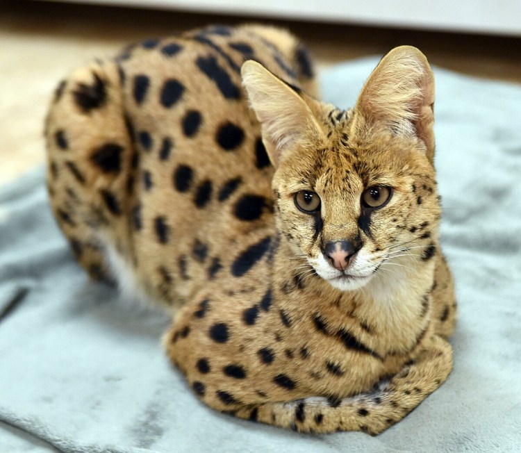 Бенгальский кот