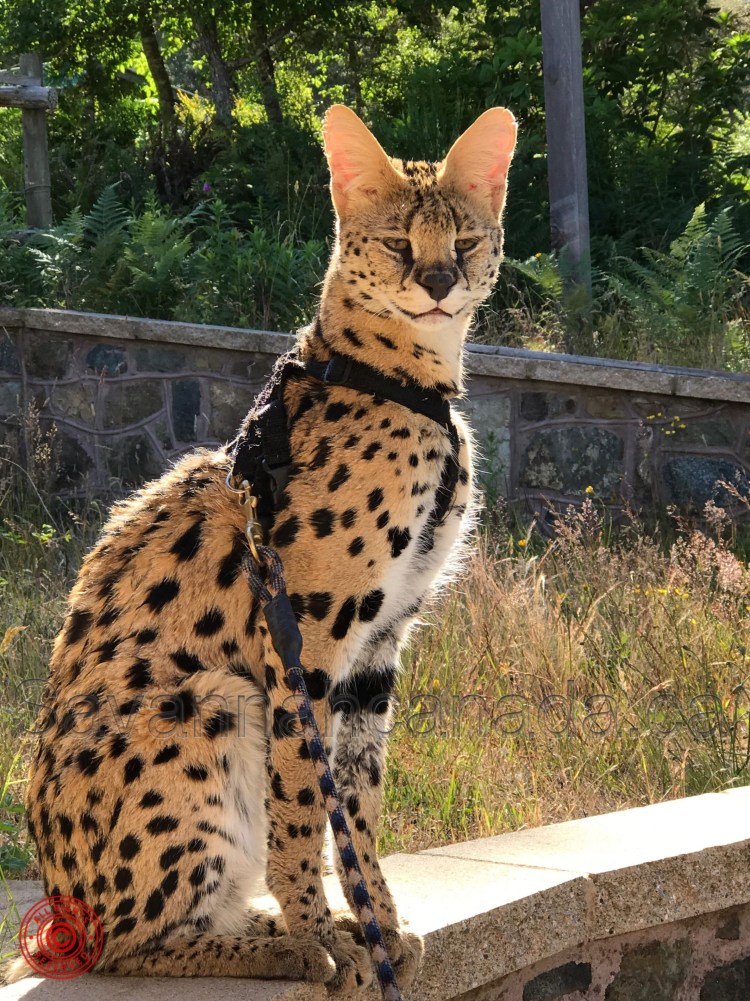Кошка пятнистая Бенгальская