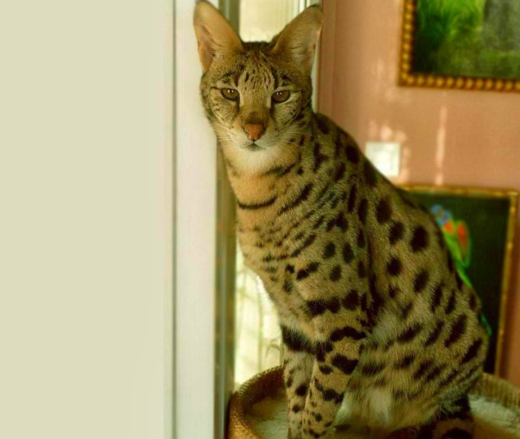 Prionailurus bengalensis
