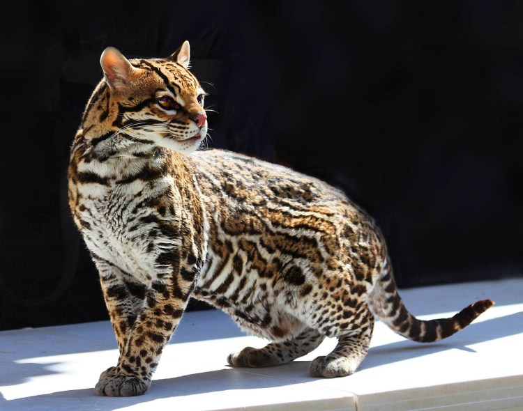 Леопард и Бенгальская кошка