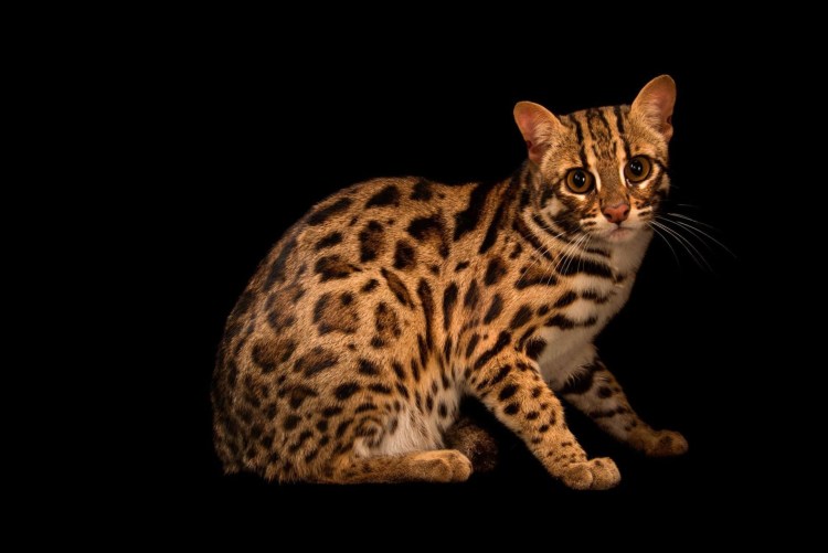 Кошки бенгальской породы