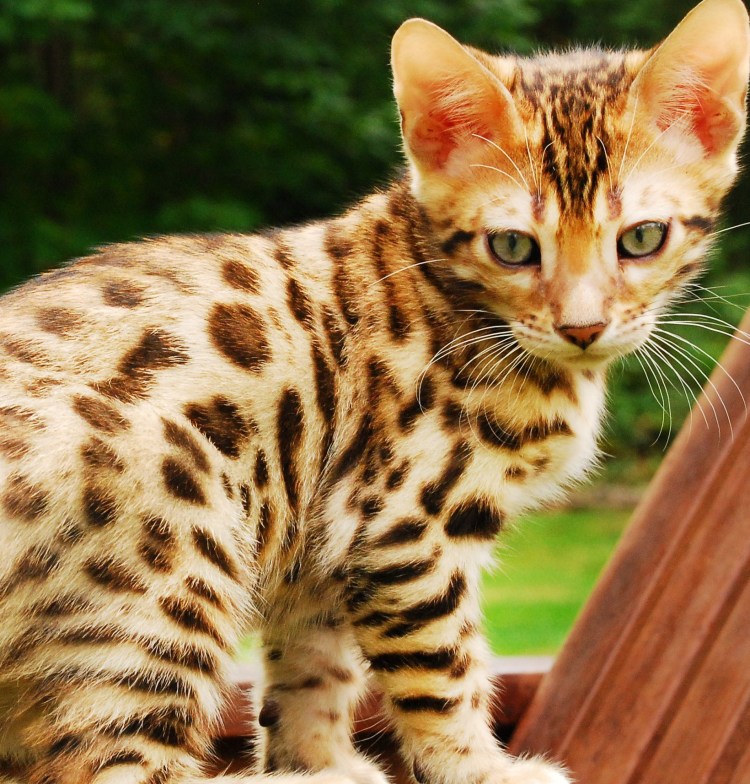 Бенгальская кошка Дикая