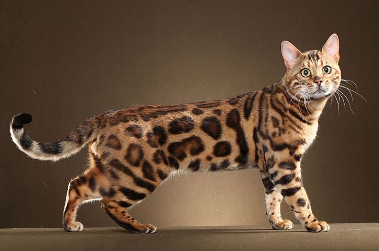 Бенгальская кошка