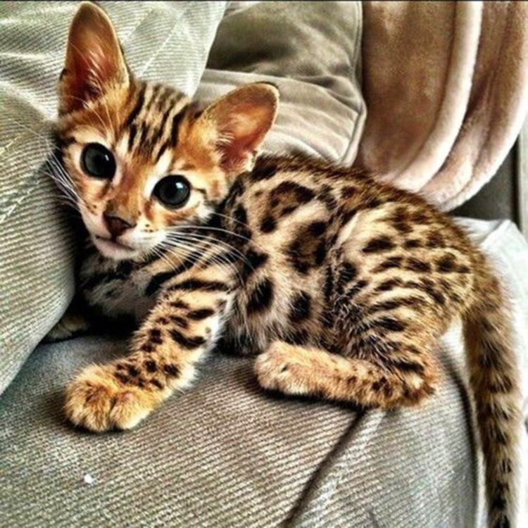 Бенгальский кот тойгер