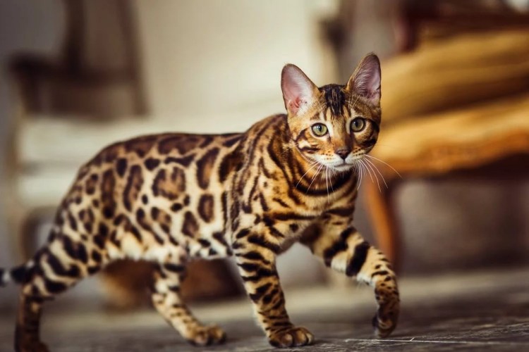 Дальневосточный Лесной кот (Prionailurus bengalensis euptilurus)