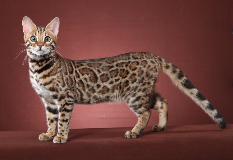 Бенгальская кошка ф4