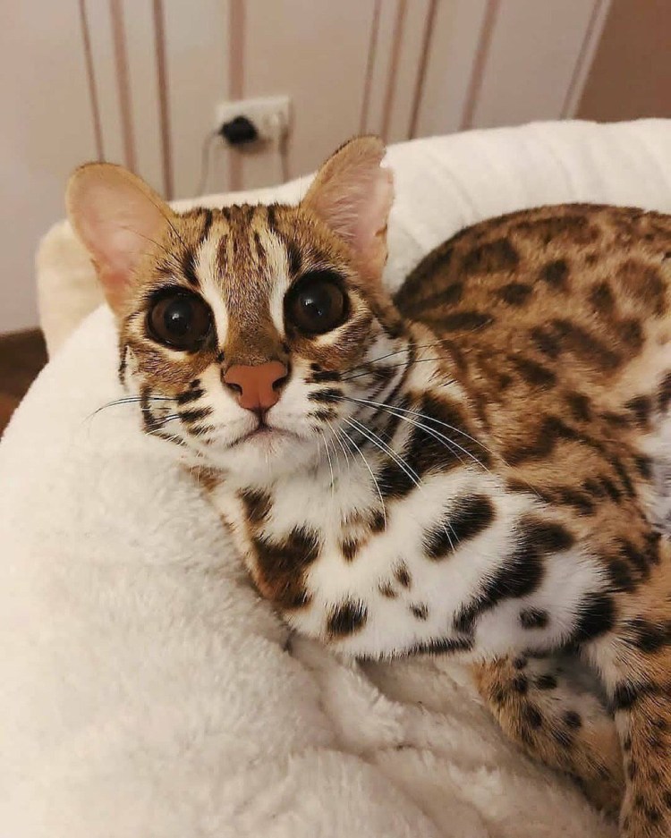 Азиатская леопардовая кошка алк