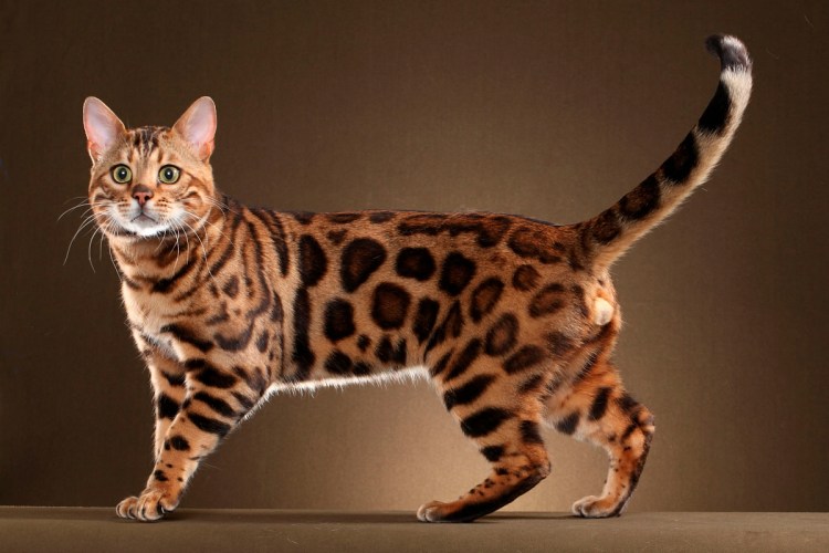 Бенгальская кошка