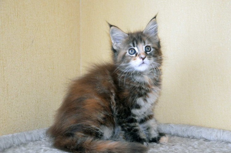 Смесь сибирской кошки