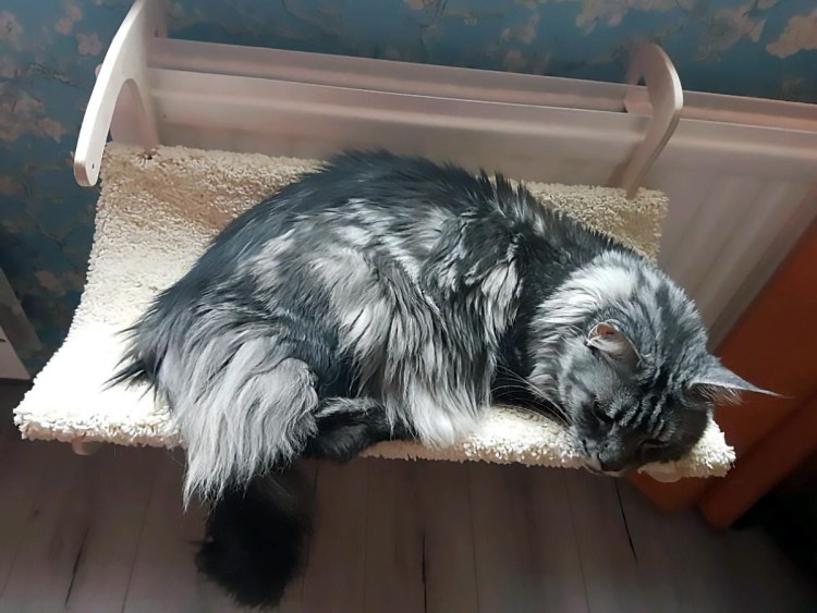Кошачья полка на батарею