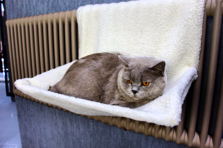Лежанка для кошки на батарею