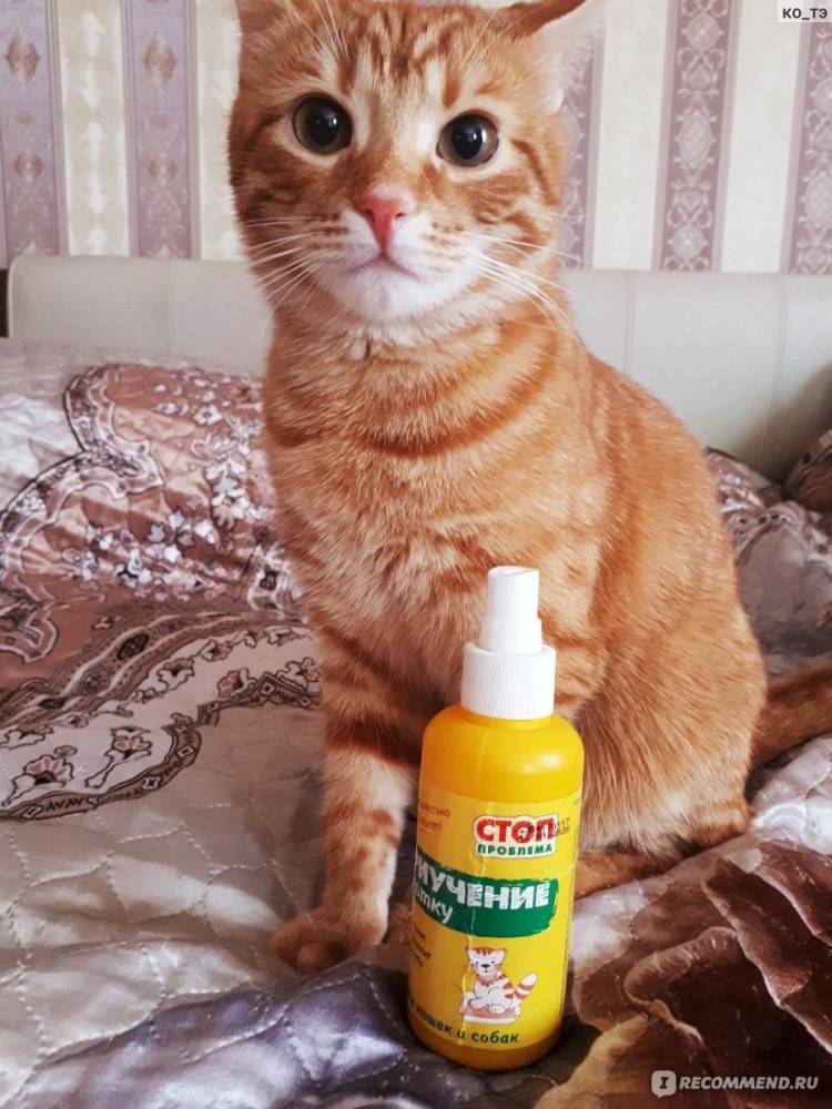 Как приучить котёнка к лотку с наполнителем