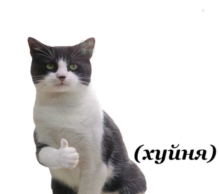 Кот Мем