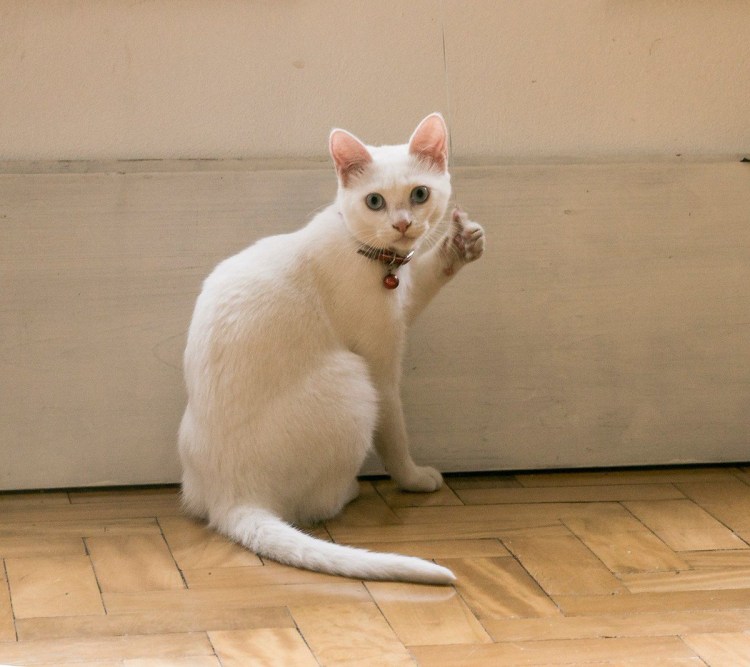 Кот палец вверх