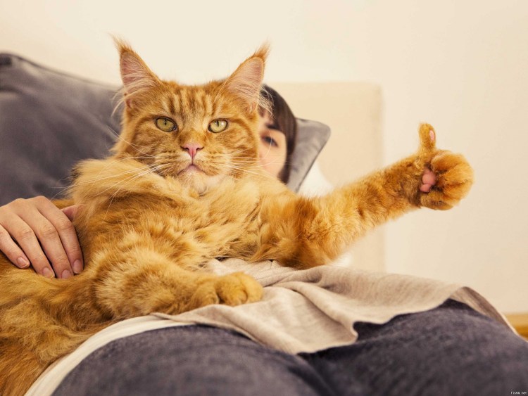 Одобряющий кот