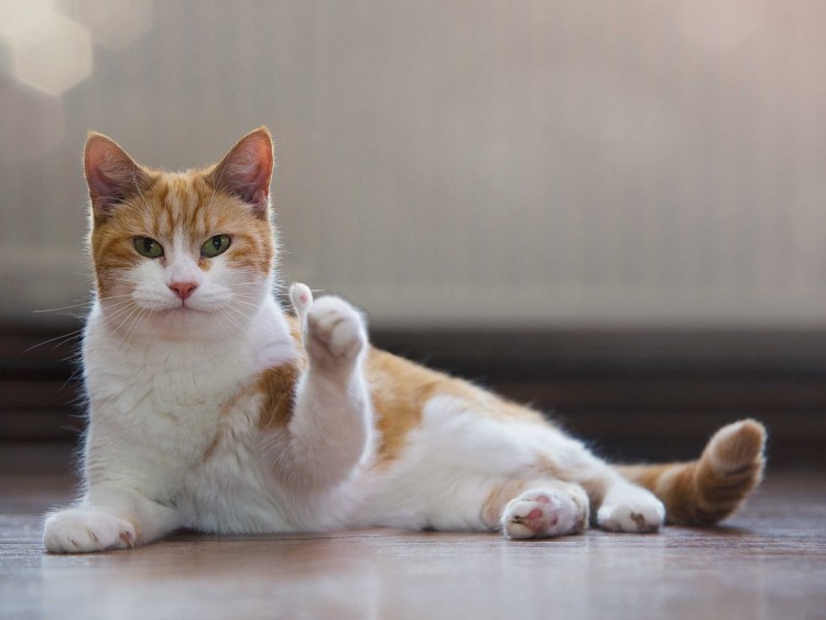 Одобряющий кот