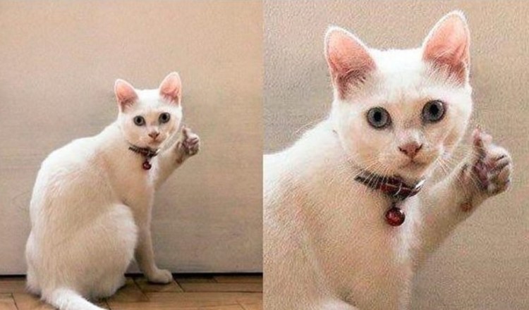 Коты показывают класс