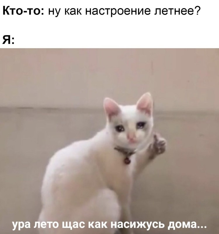 Кот палец вверх