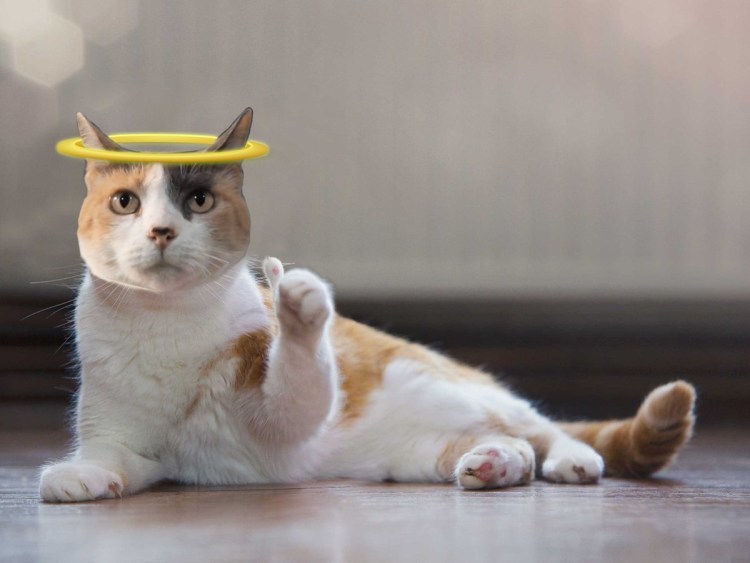 Коты показывают класс