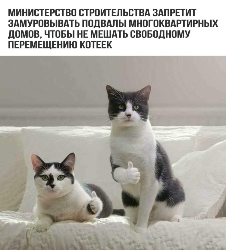 Плачущий кот показывает класс