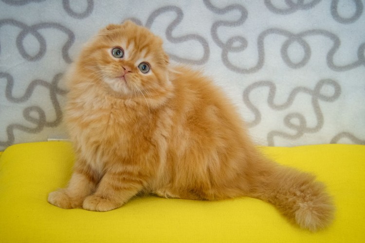 Шотландская хайленд фолд рыжий