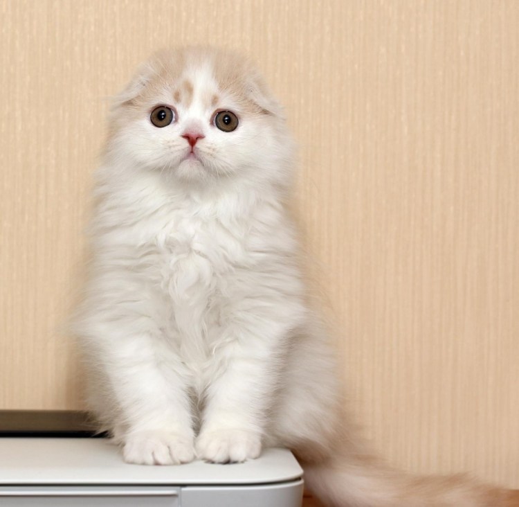 Кот хайленд фолд