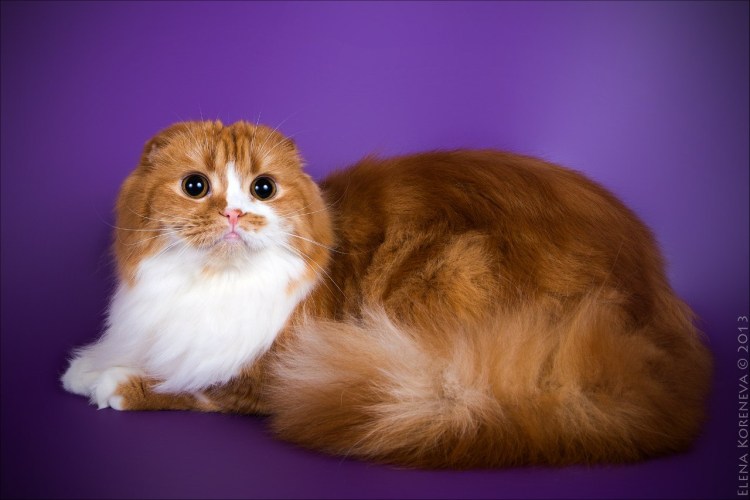 Хайленд фолд коты