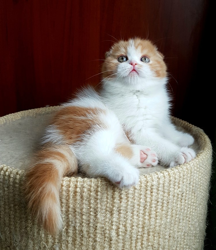 Рыжий шотландец