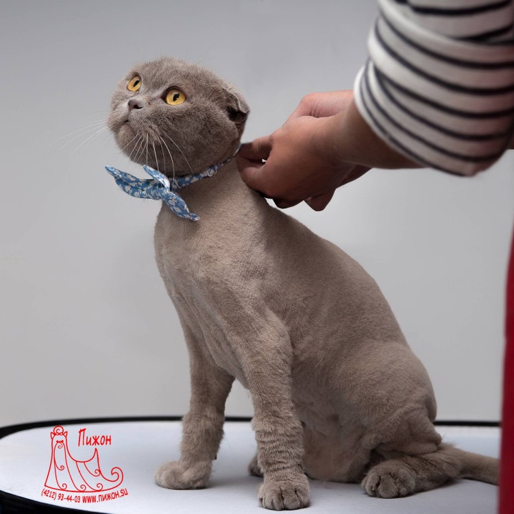 Стрижка котов