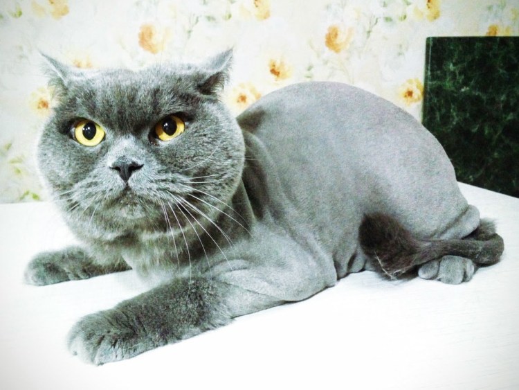 Стрижка кошек