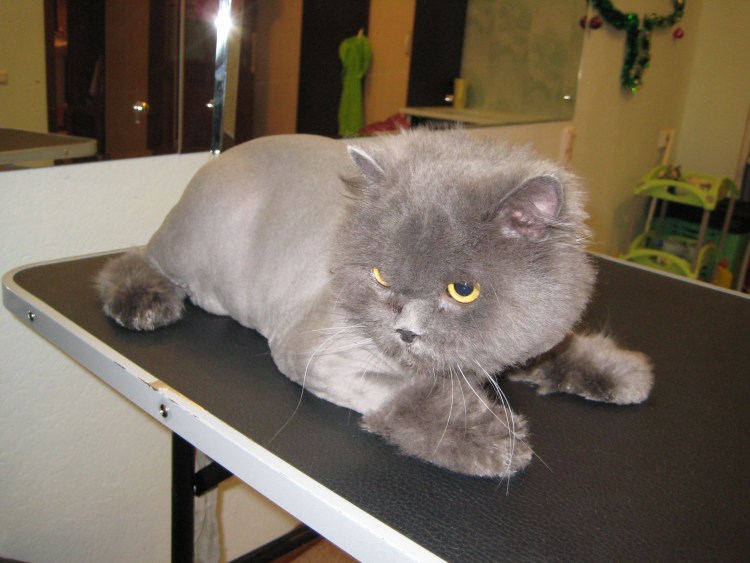 Стрижка котов