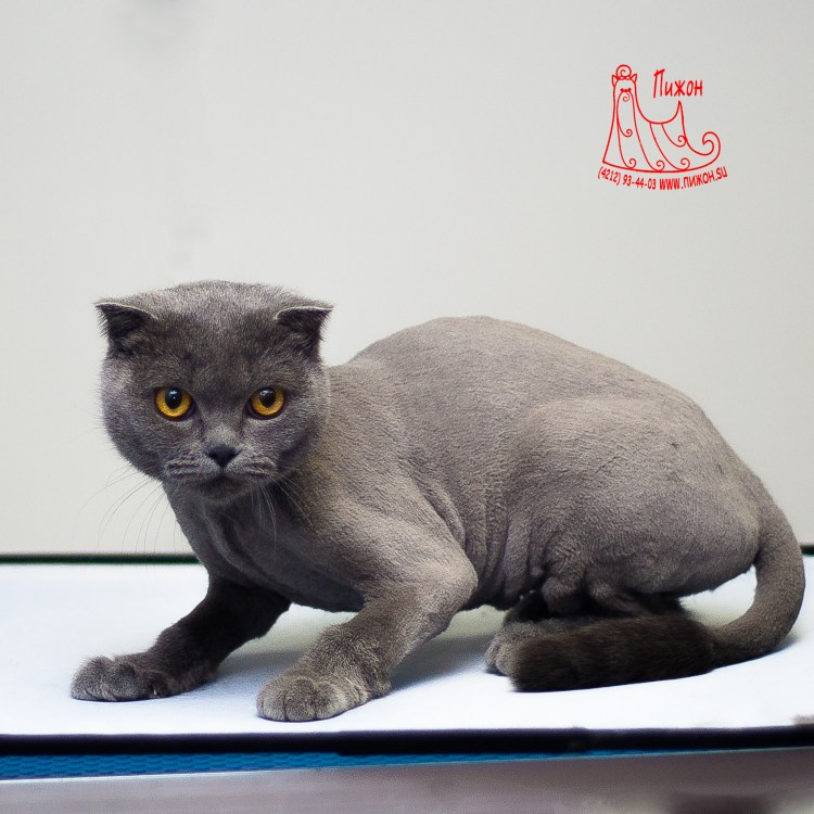 Скоттиш страйт подстриженный