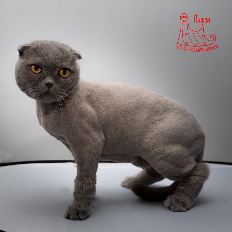 Подстриженный кот шотландец