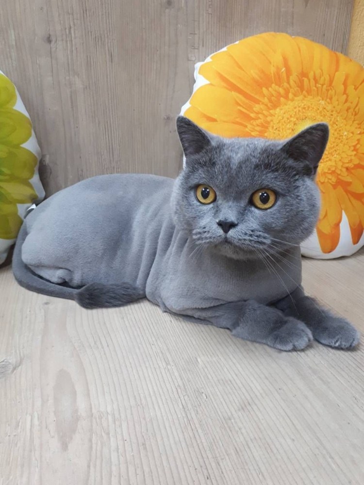 Стриженный шотландский кот прямоухий