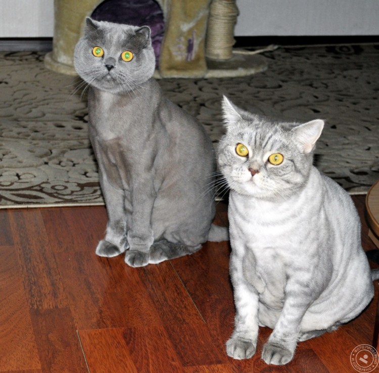 Стрижка кота британца