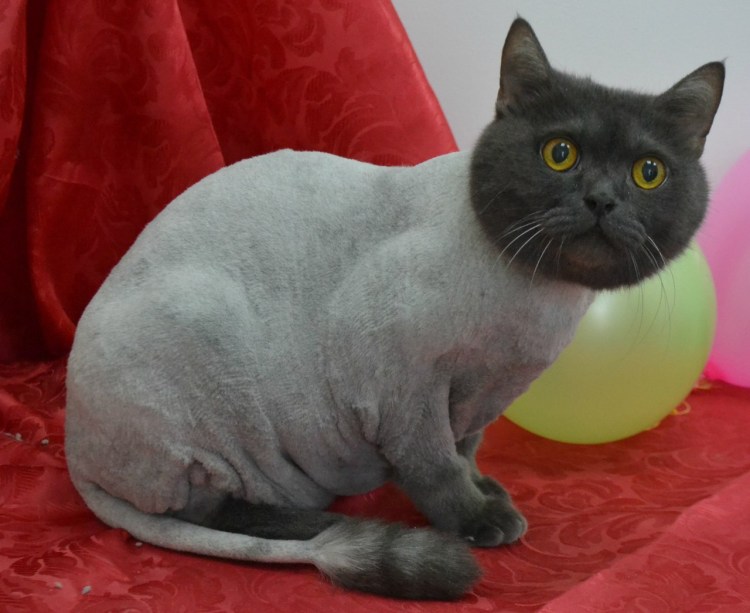 Британский длинношерстный кот стрижка