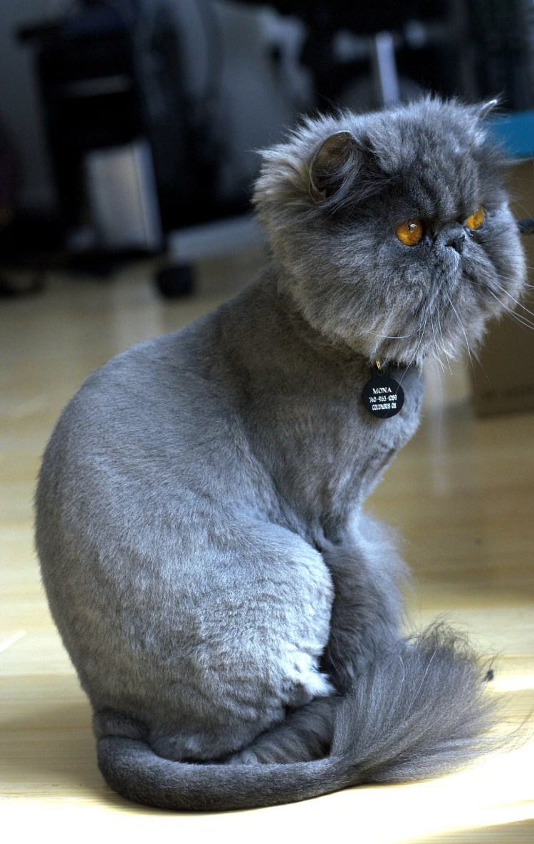 Стриженный британский кот